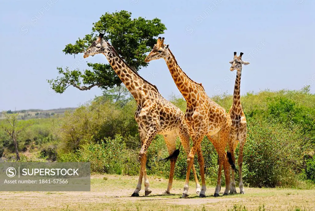 Three Masai Giraffes, Giraffa camelopardalis tippelskirchi, Masai Mara, Kenya