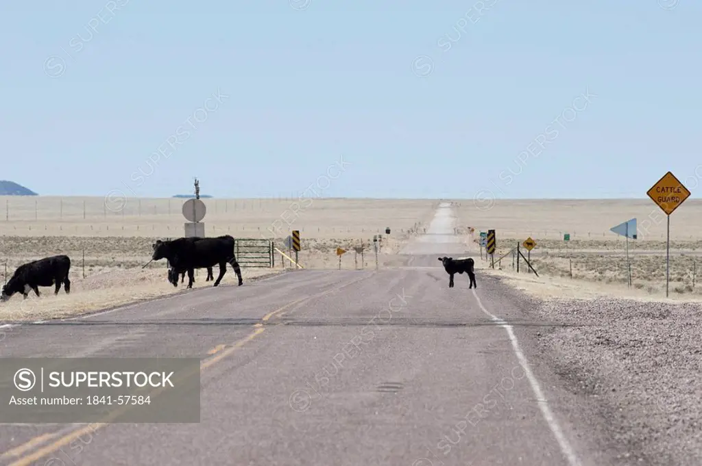 Cattle crossing a country road, New Mexico, USA