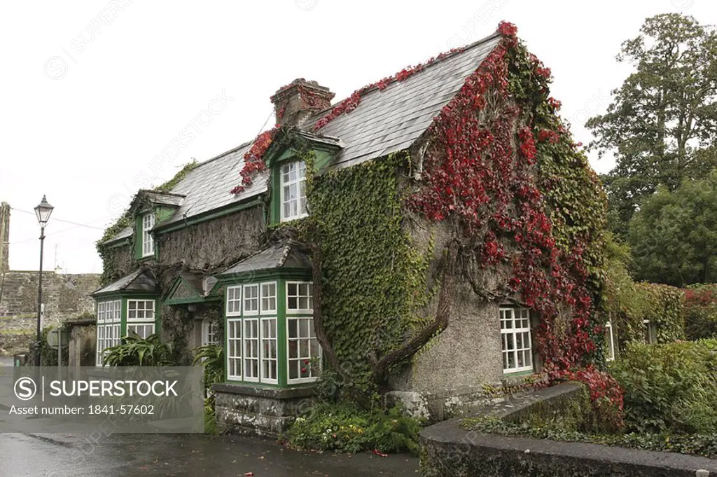 House on roadside covered with ivy, Republic of Ireland