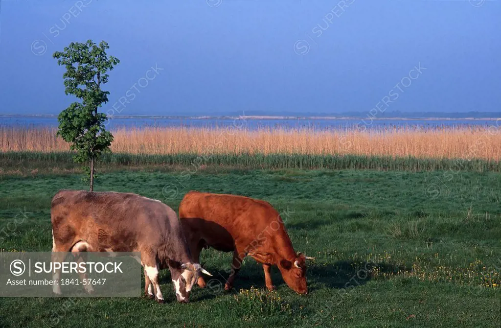 Two cows grazing grass in field, Wustrow, Luchow_Dannenberg, Germany