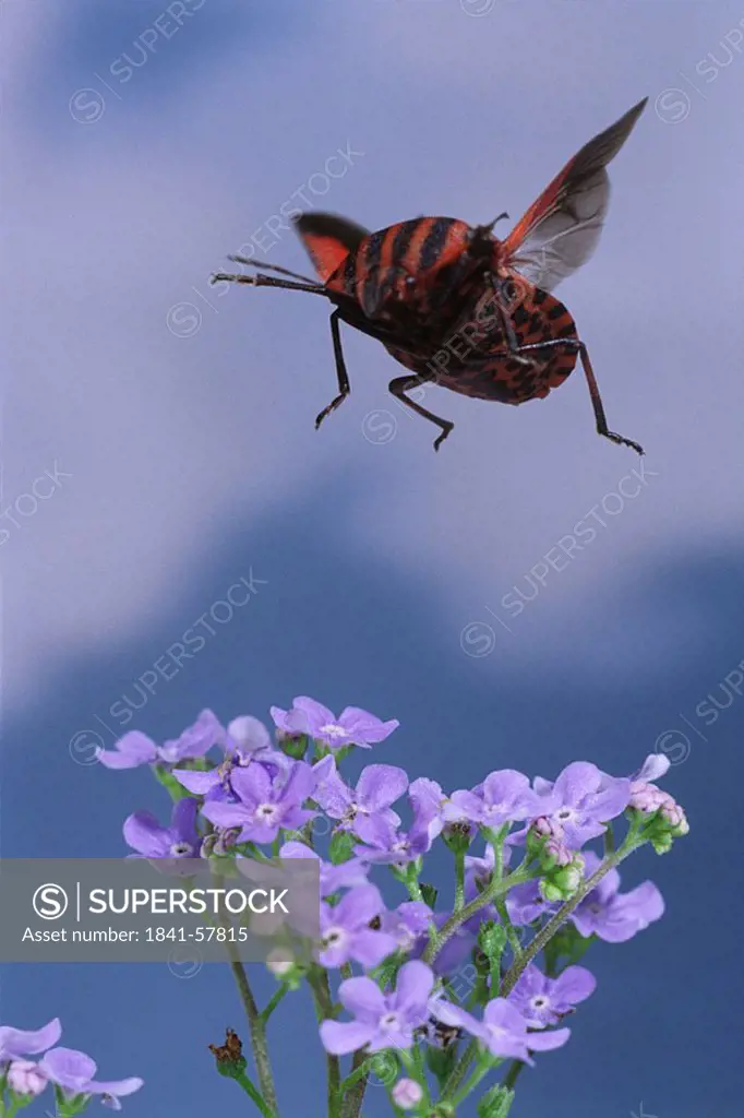 Close_up of beetle flying over Forget_me_not flower