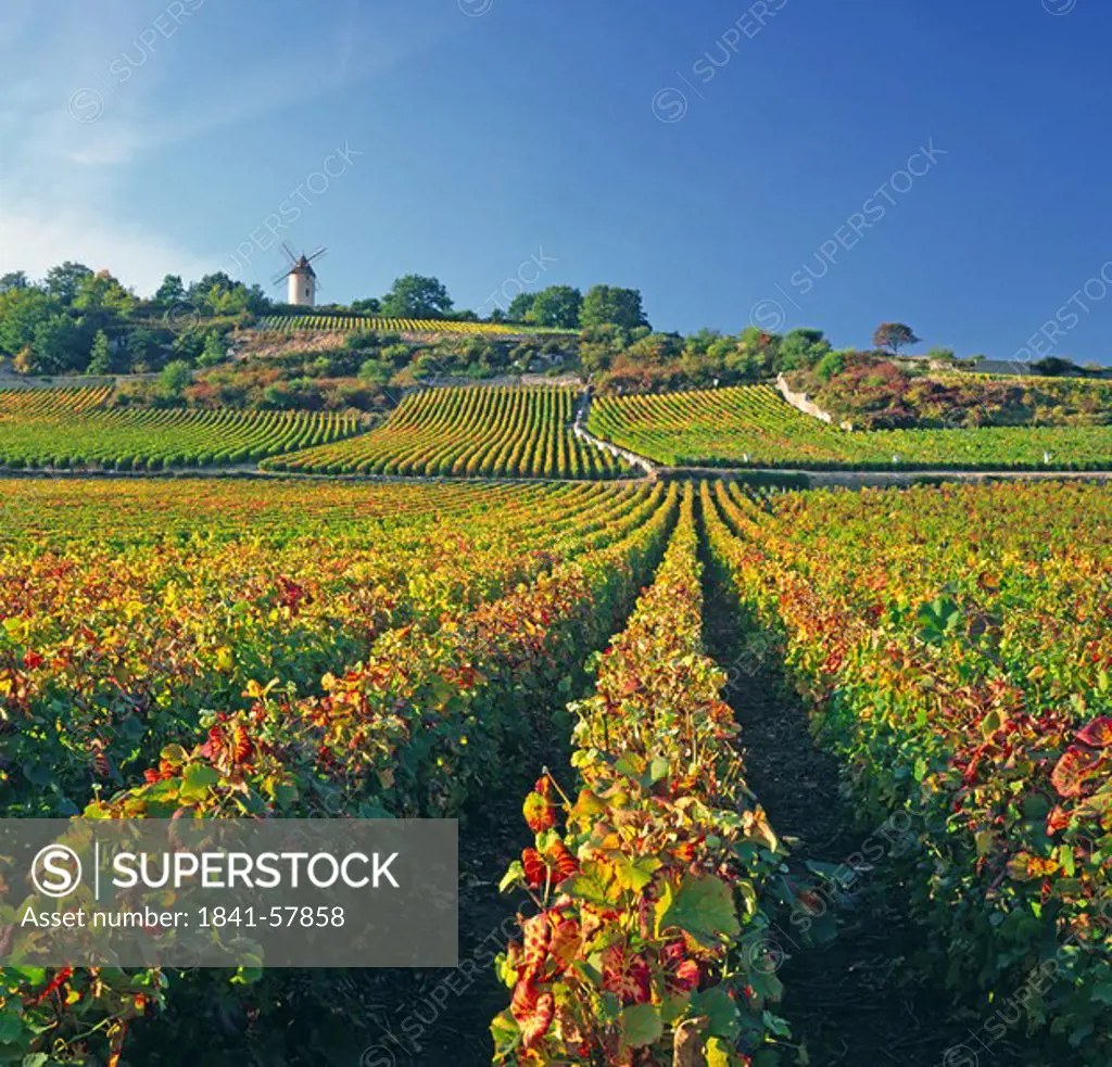 Crop in vineyard, Burgundy, France