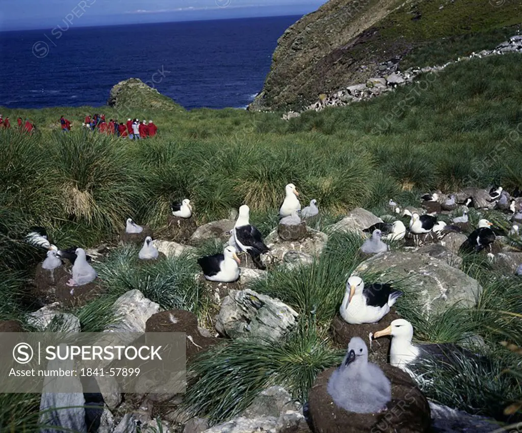 Flock of Albatross birds on cliff