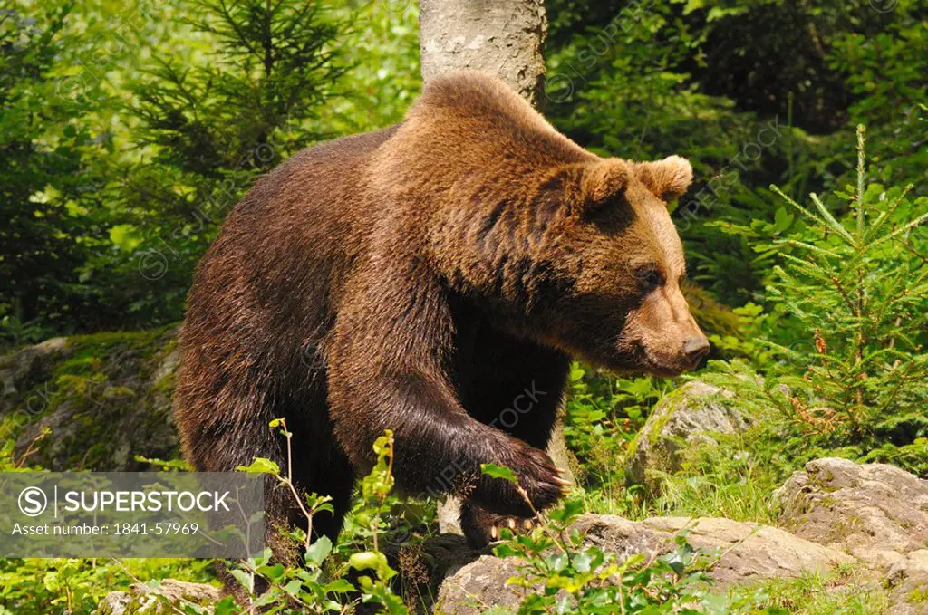 Grizzly bear Ursus arctos horribilis foraging in forest, Bavarian Forest, Bavaria, Germany