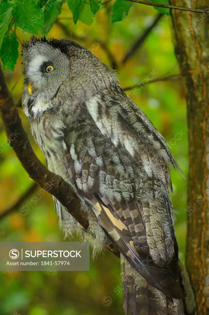 Great grey owl Strix nebulosa perching on branch