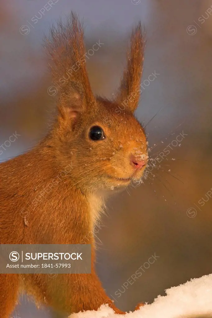 Close_up of Red Squirrel Sciurus Vulgaris