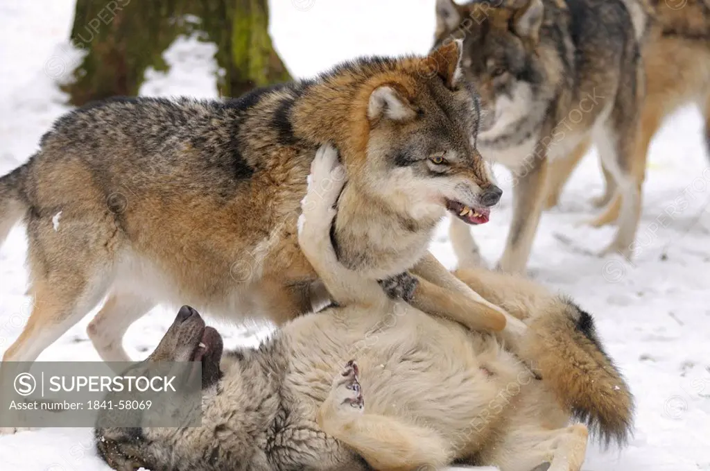 Close_up of Grey wolves Canis lupus fighting in forest