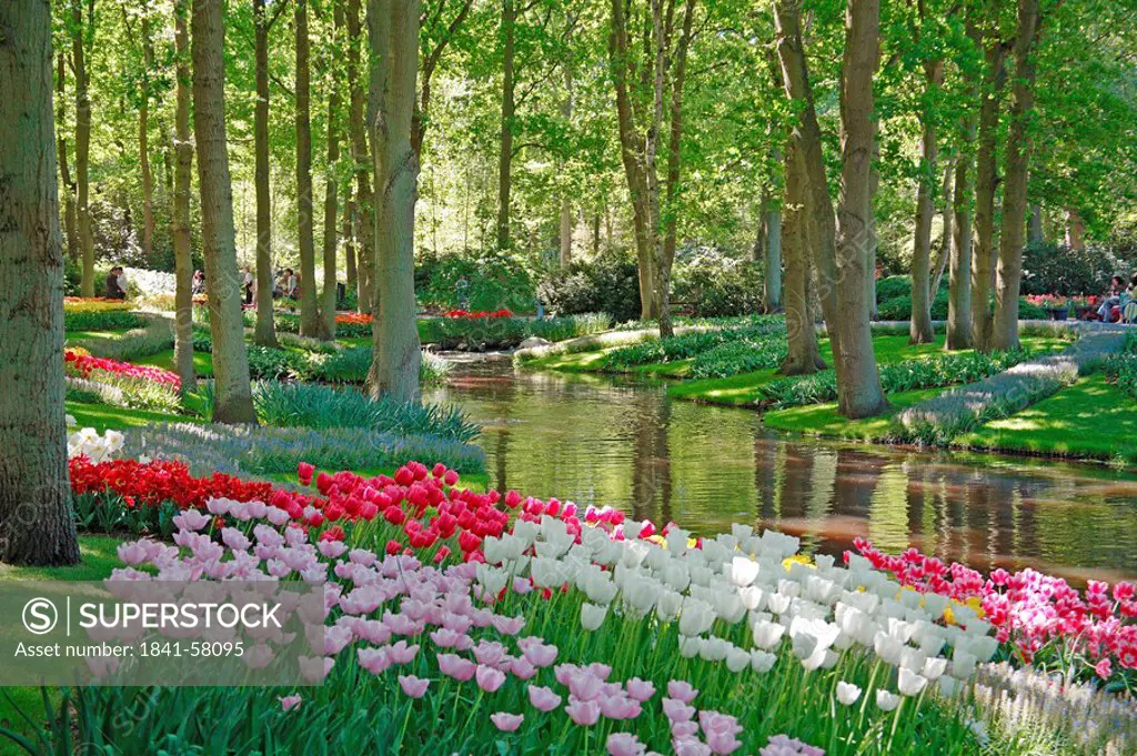 Flowers in bloom by pond in Keukenhof Gardens, Netherlands