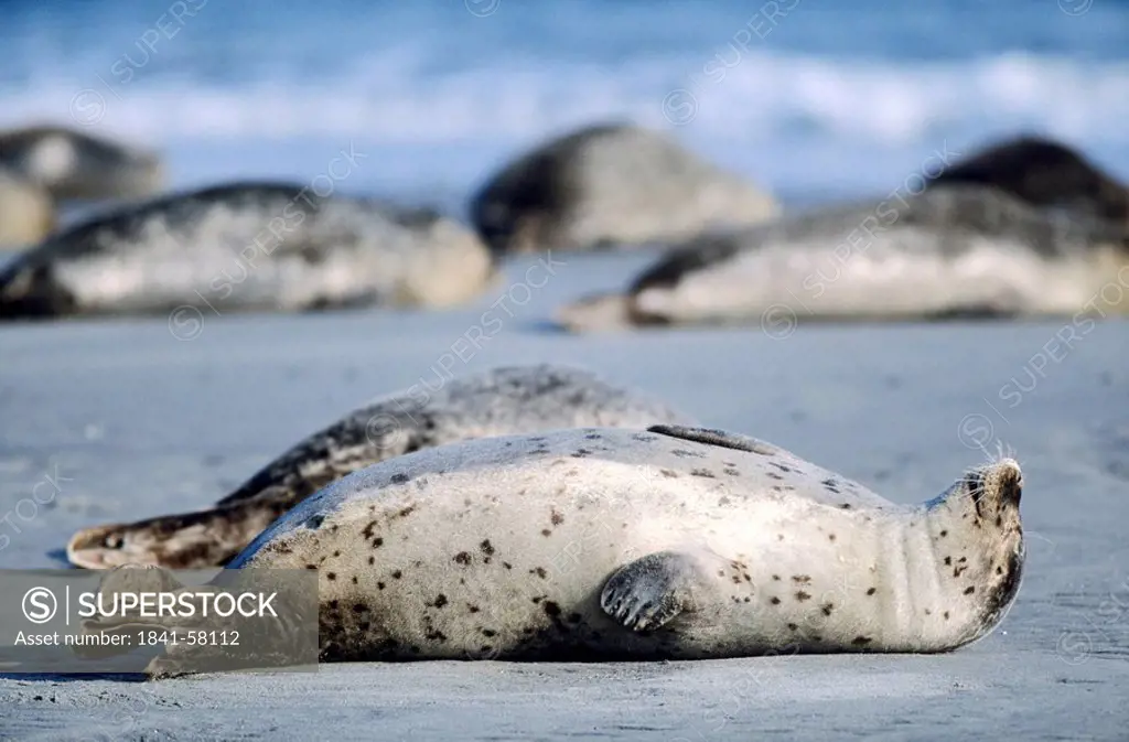 Group of Harbor Seals, Phoca vitulina, Helgoland, Schleswig_Holstein, Germany