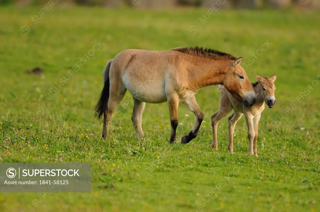 Przewalski horse, Equus ferus przewalskii