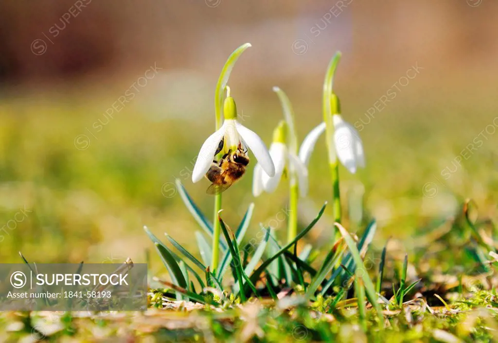 Bee on the blossom of a snowdrop, surface level