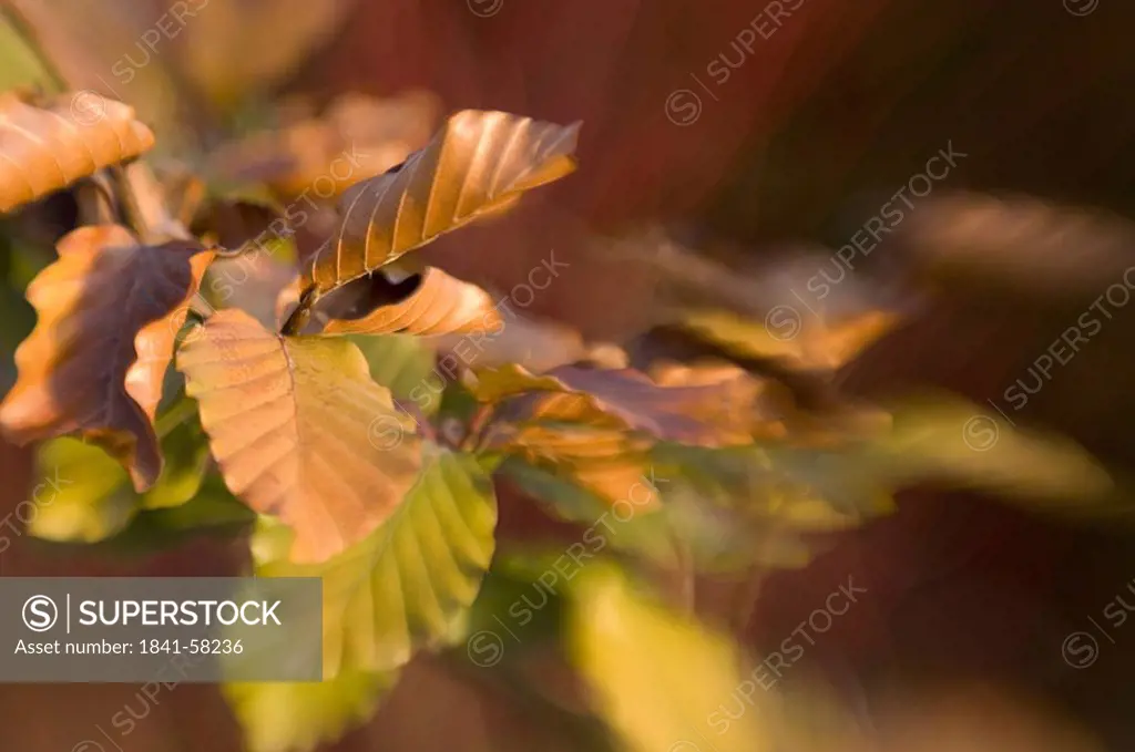 Close_up of dried leaves