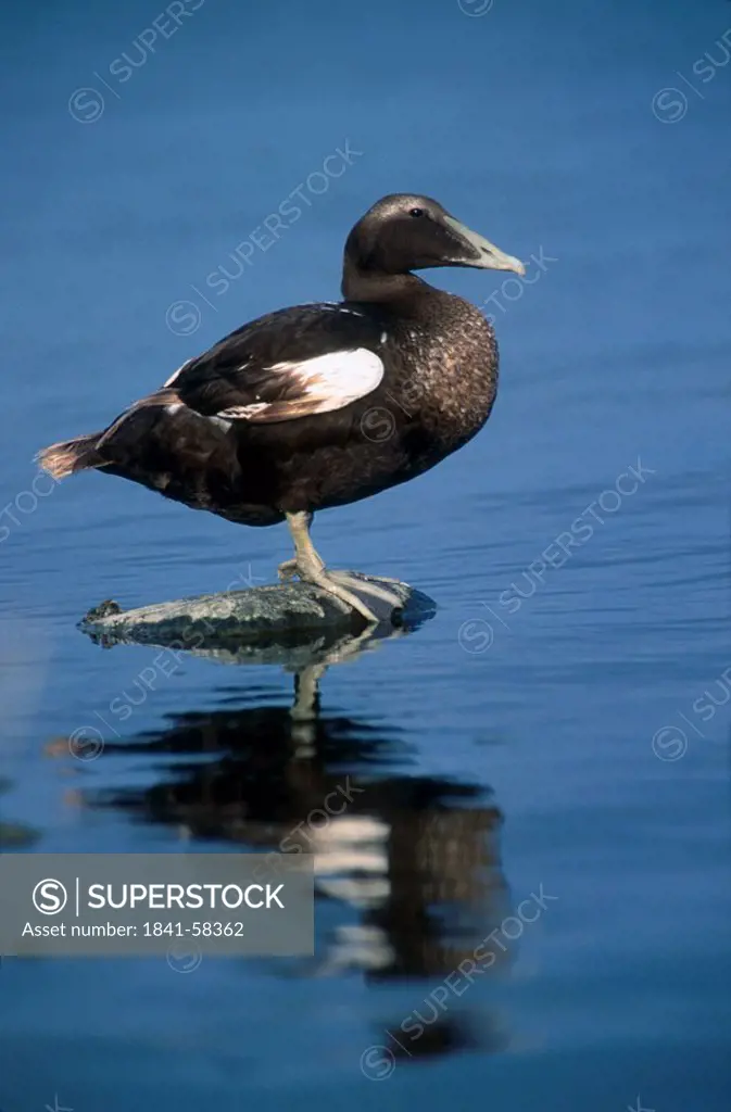 Male Eider Somateria mollissima duck standing on stone in water