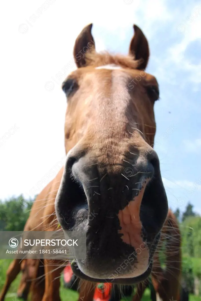 Close_up of horse´s snout