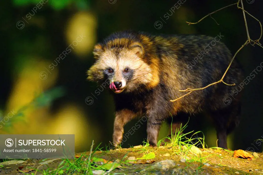Raccoon Procyon lotor standing in forest