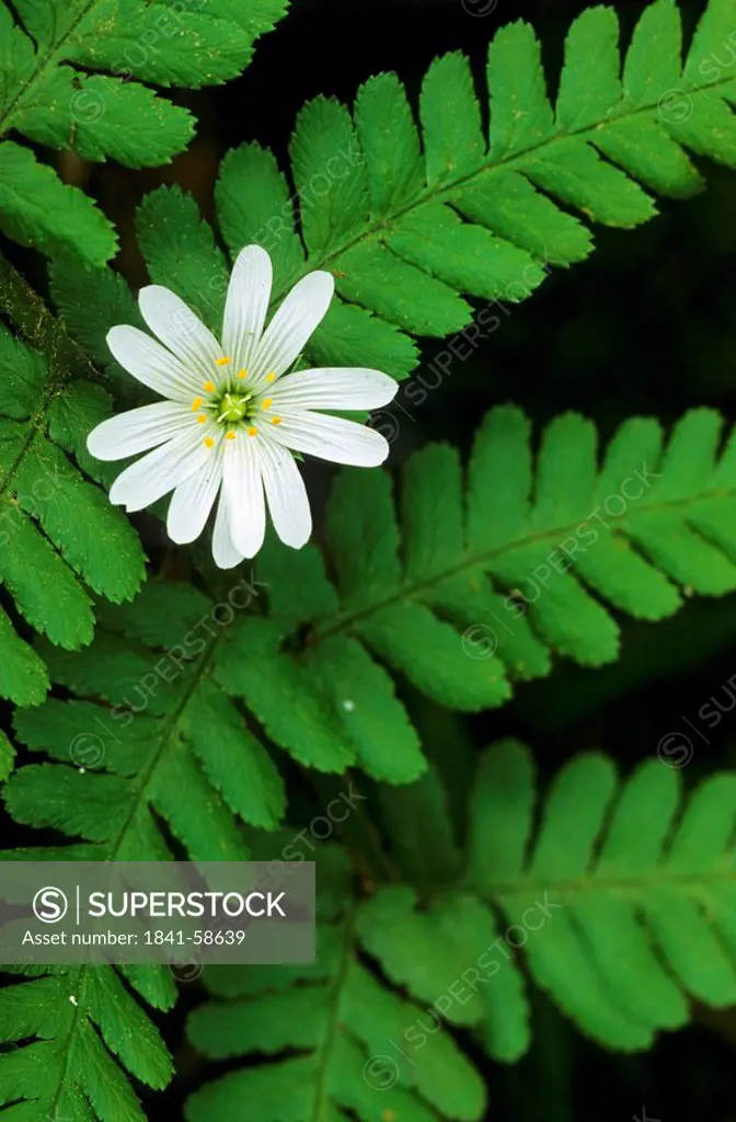 Close_up of blooming flower of Greater Stitchwort Stellaria holostea, Schleswig_Holstein, Germany