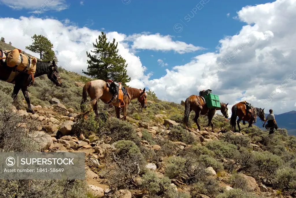 Man leading horses on mountain, Colorado, USA