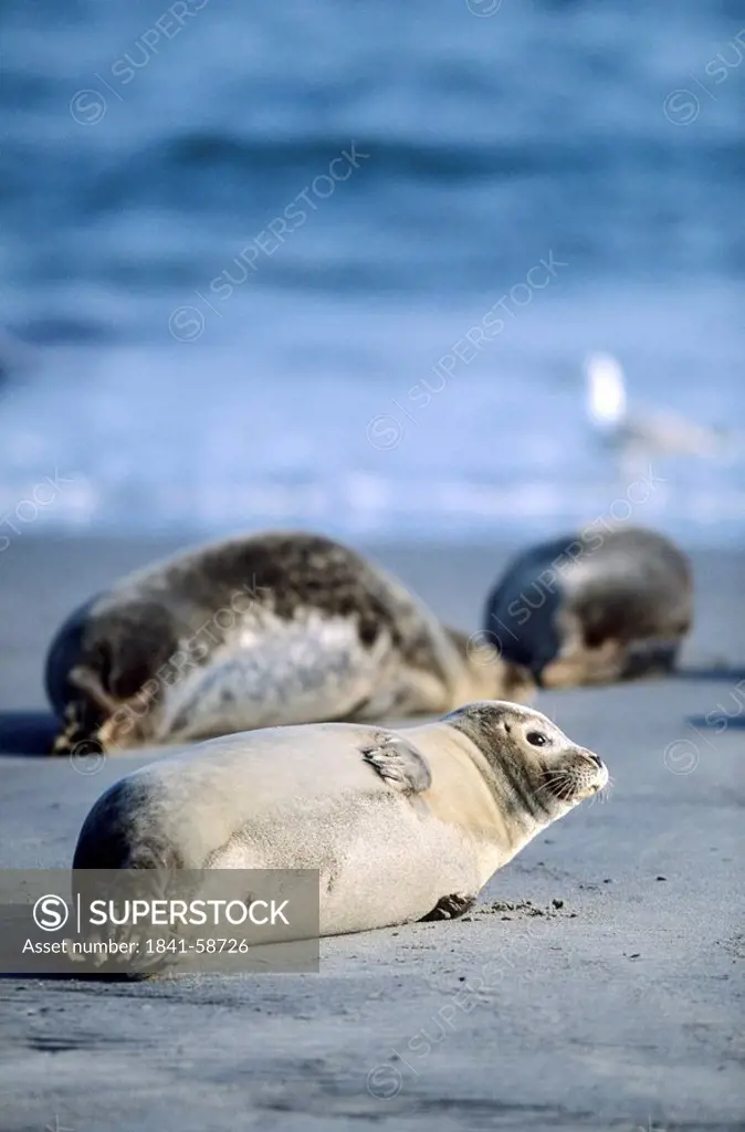 Three Harbor Seals, Phoca vitulina, Helgoland, Schleswig_Holstein, Germany