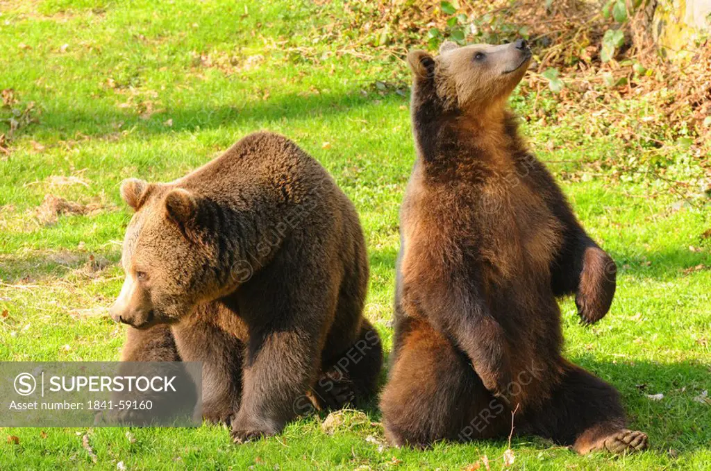 Close_up of two Brown bear Ursus arctos sitting in field, Germany