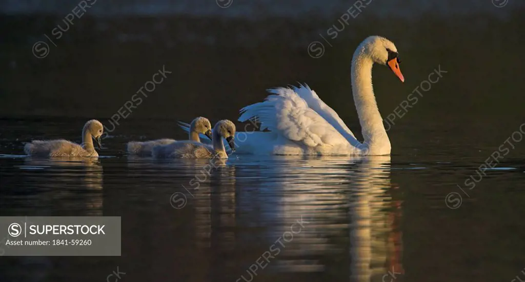 Close_up of Mute Swan Cygnus Olor floating on water with its goslings