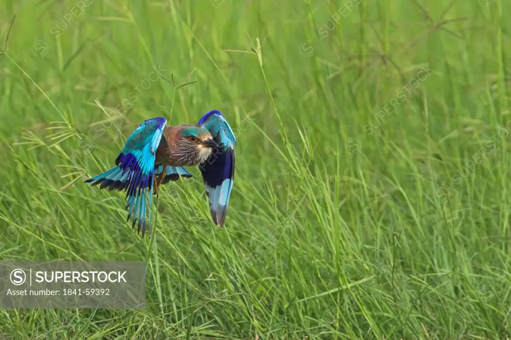 Indian Roller Coracias benghalensis flying over grass
