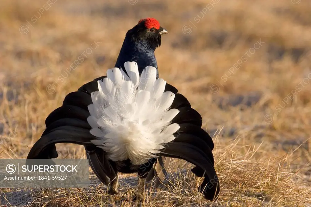 Black Grouse Tetrao tetrix spreading its wings in field