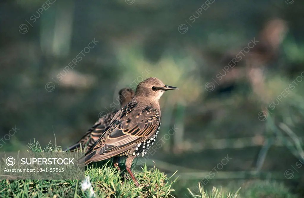 Two Starling Sturnus vulgaris birds on grass