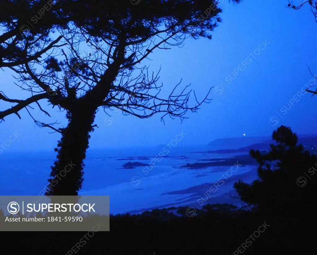 Silhouette tree on beach at dusk, Cap Frehel, Cote D´ Emeraude, Brittany, France
