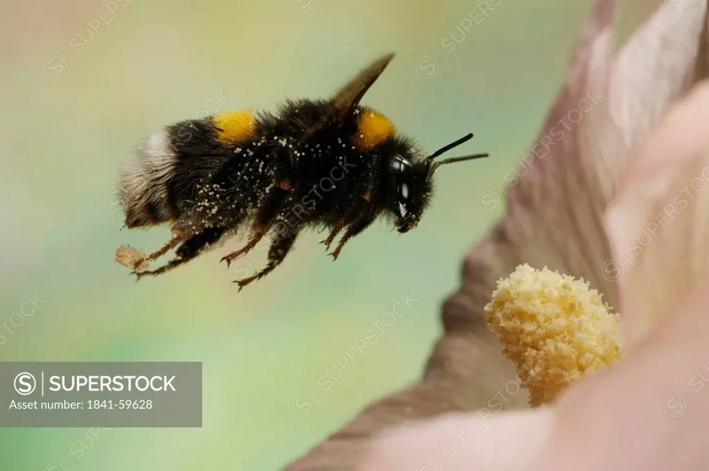 Close_up of Buff_tailed Bumblebee Bombus terrestris hovering over flower