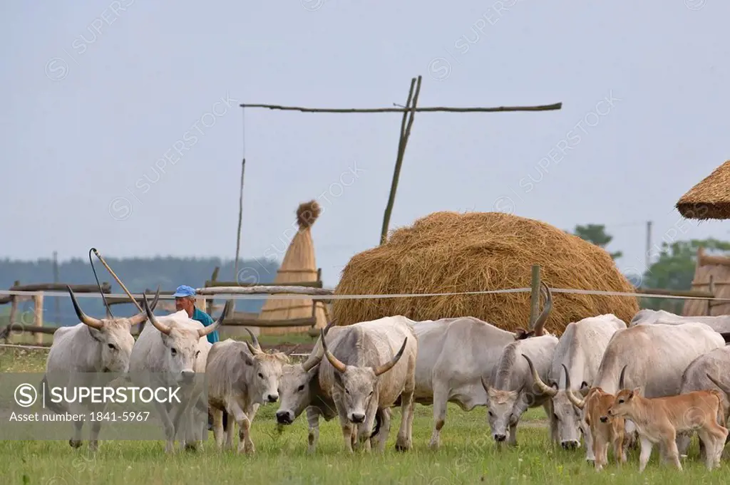 Man herding cows in field, Hungary