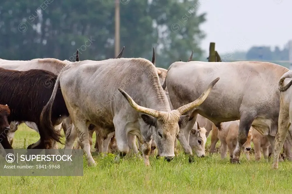 Herd of cows grazing grass in field, Hungary