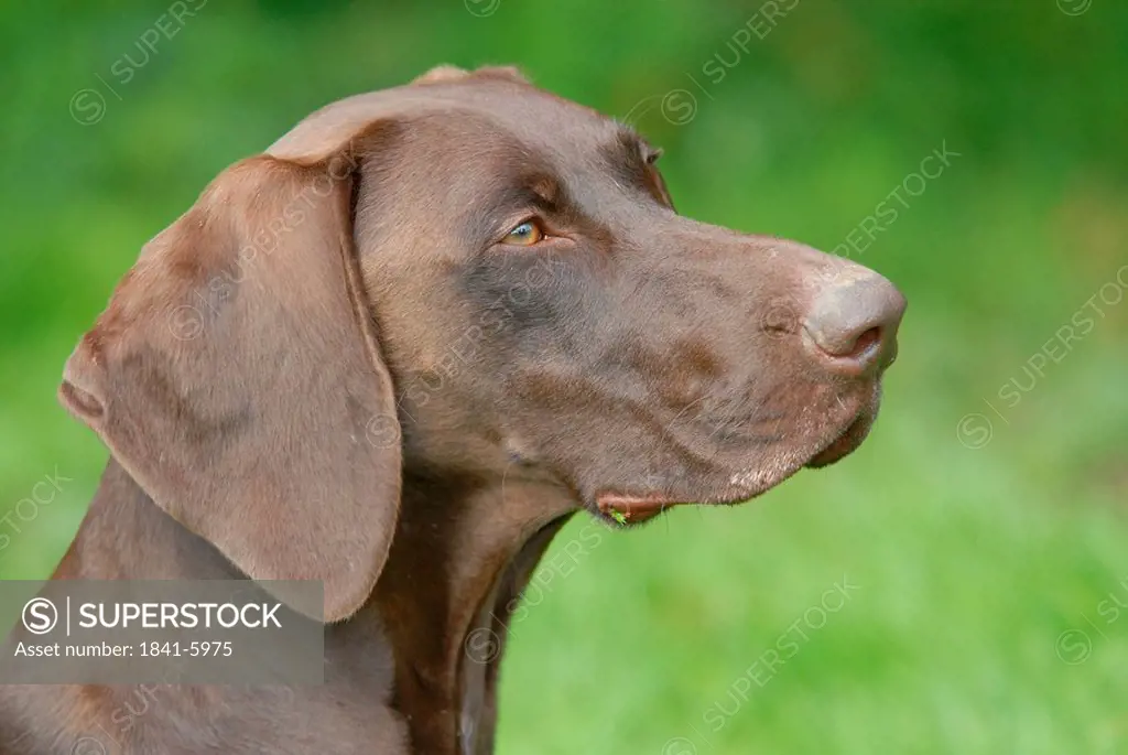 Close_up of German Shorthaired Pointer´s face