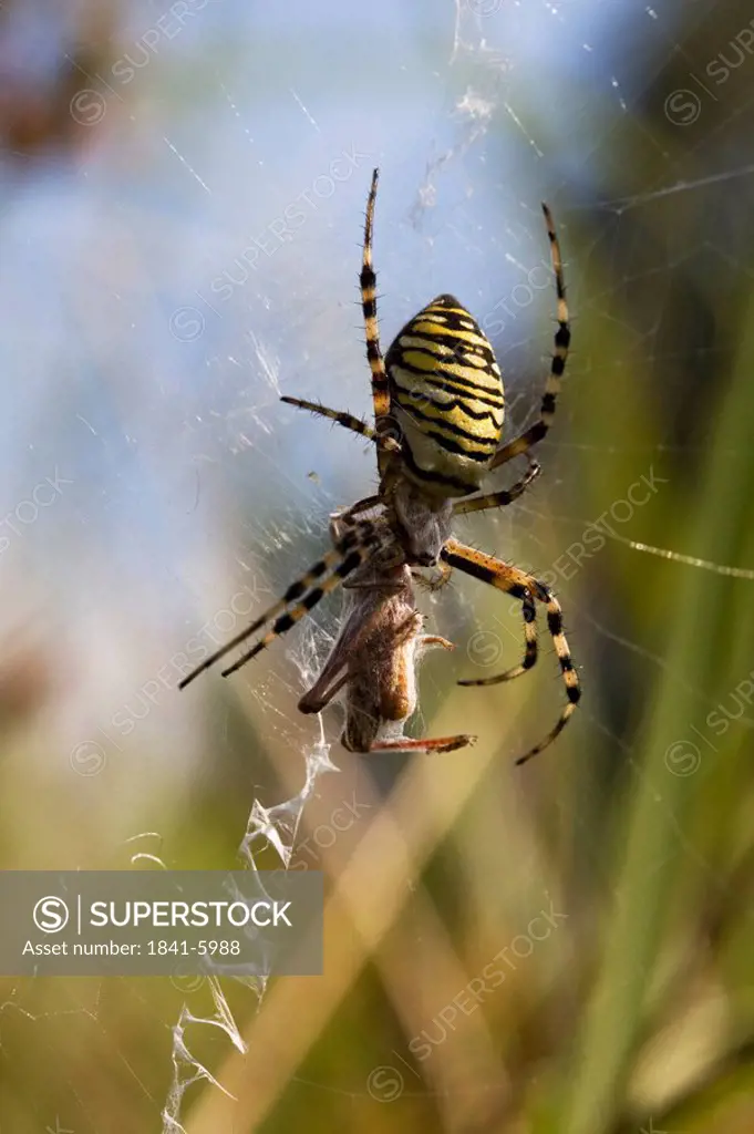 Close_up of Wasp Spider Argiope Bruennichii on web, Schleswig_Holstein, Germany