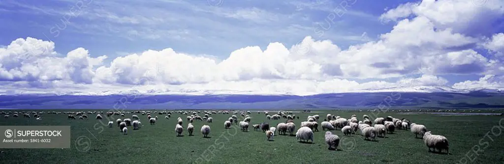 Flock of sheep in field, China