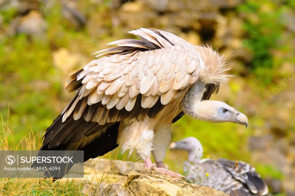 Griffon vulture Gyps fulvus perching on rock