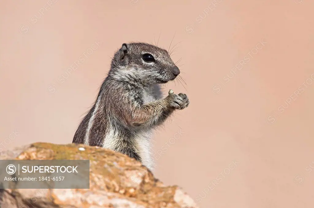 Close_up of Barbary Ground Squirrel Atlantoxerus getulus on stone