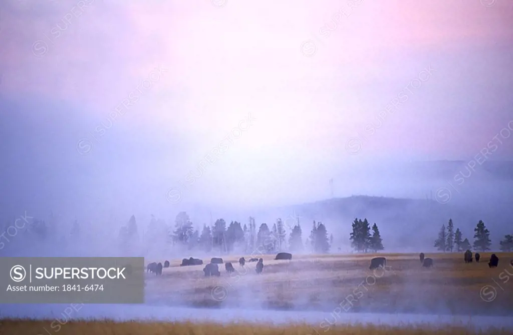 Herd of American Bison Bison bison grazing in field, Yellowstone National Park, Wyoming, USA