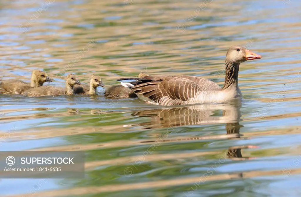 Gray goose Anser anser swimming in water with its goslings