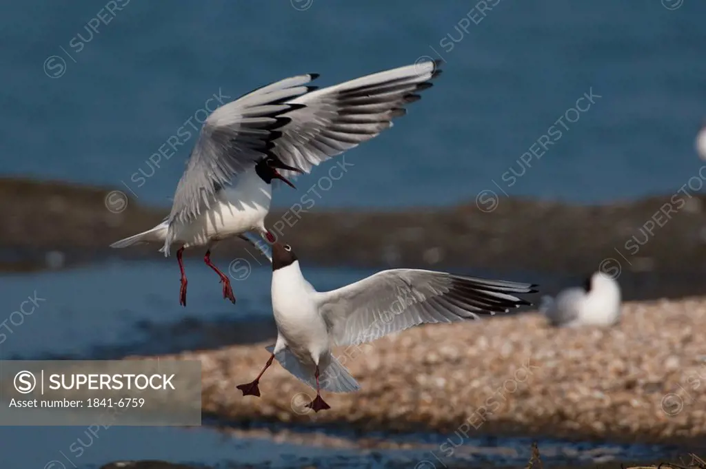 two Black_headed gulls Larus ridibundus, Netherlands, full shot
