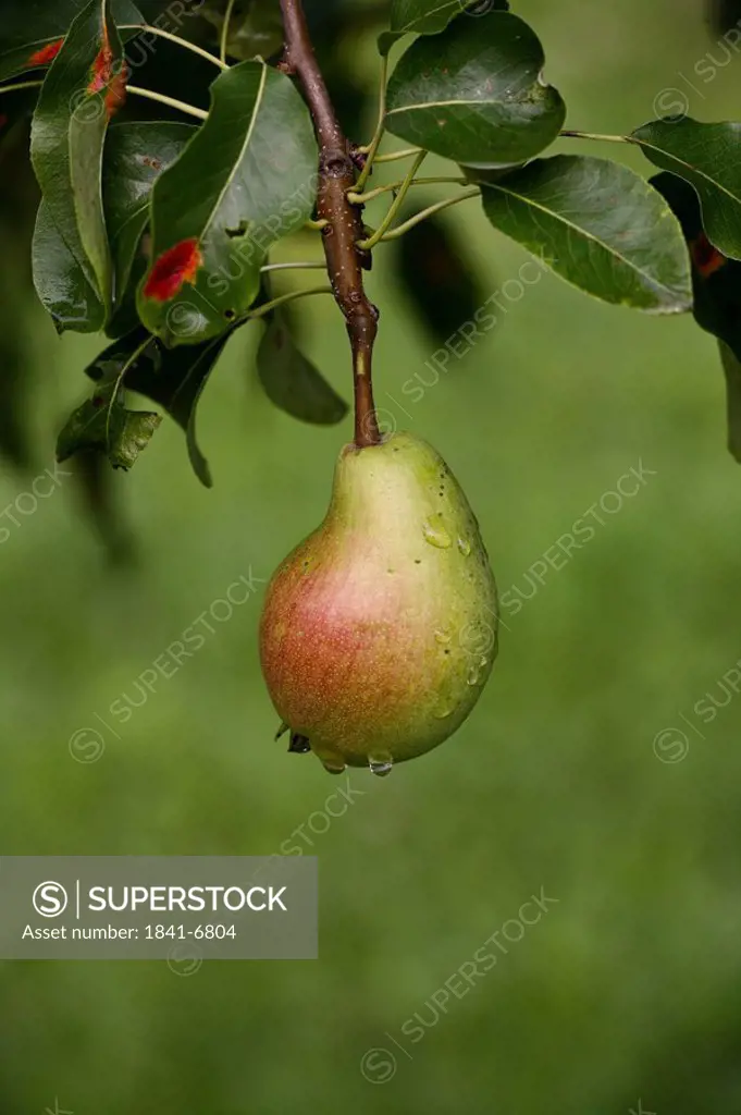 Pear on pear tree, c lose_up
