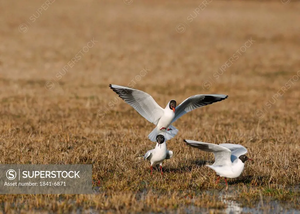 Group of Black_headed gulls Larus ridibundus in a meadow, Franconia, Germany, elevated view