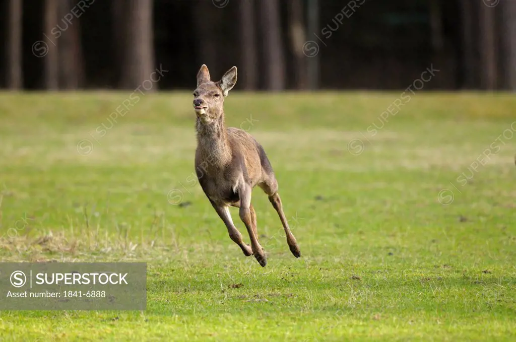 Red Deer Cervus elaphus running on meadow