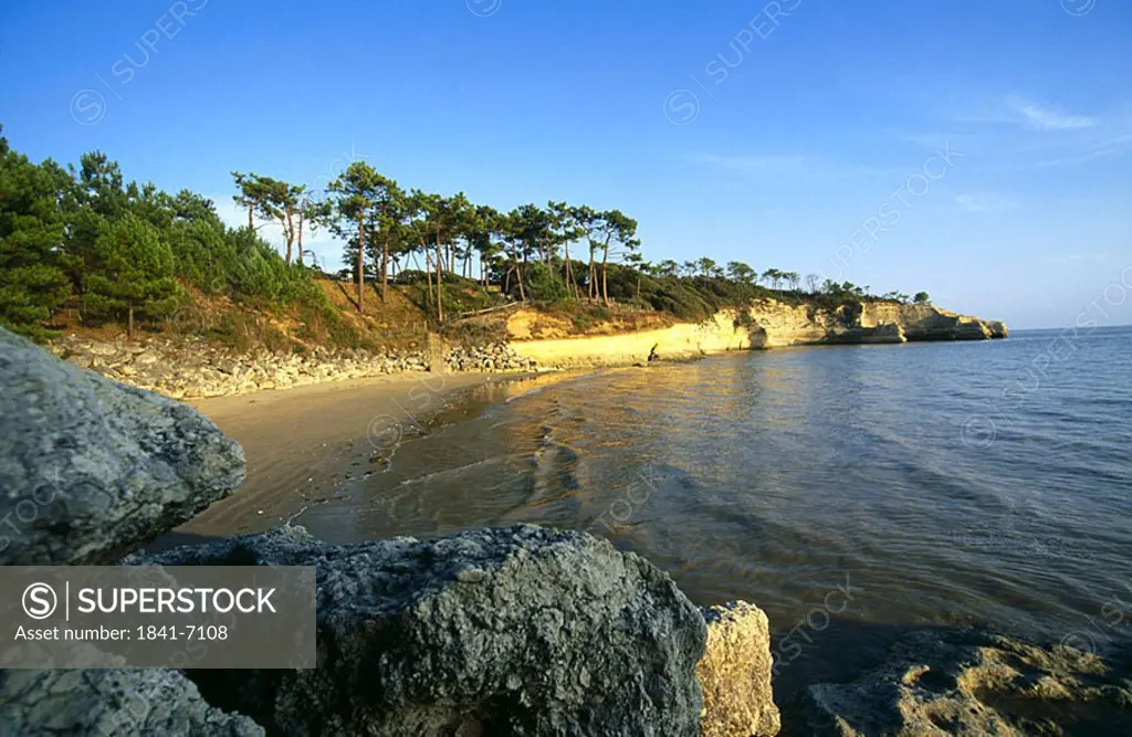 Trees on a rocky coastline, France