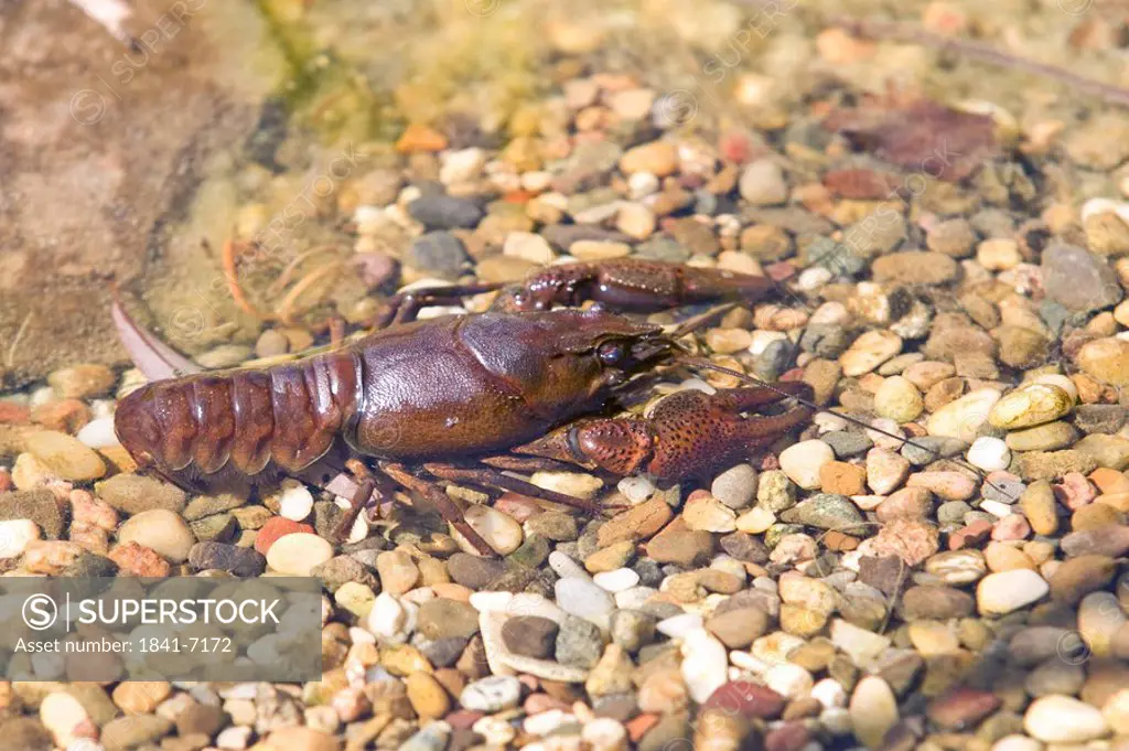 Close_up of Crayfish in water