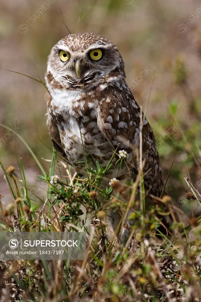 Close_up of Burrowing Owl Athene cunicularia in field