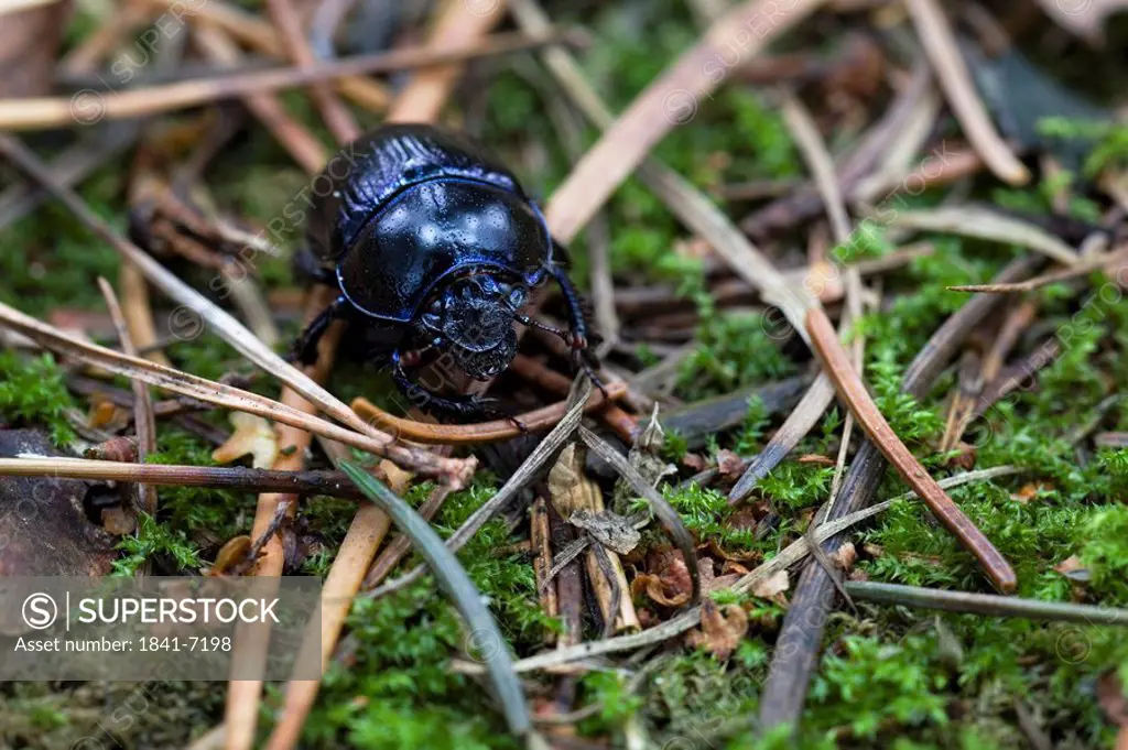 Close_up of Dung beetle in field, Schleswig_Holstein, Germany