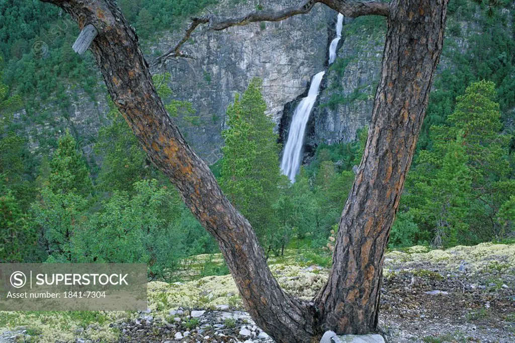 Waterfall in forest, Rondane National Park, Vestfossen, Buskerud, Norway