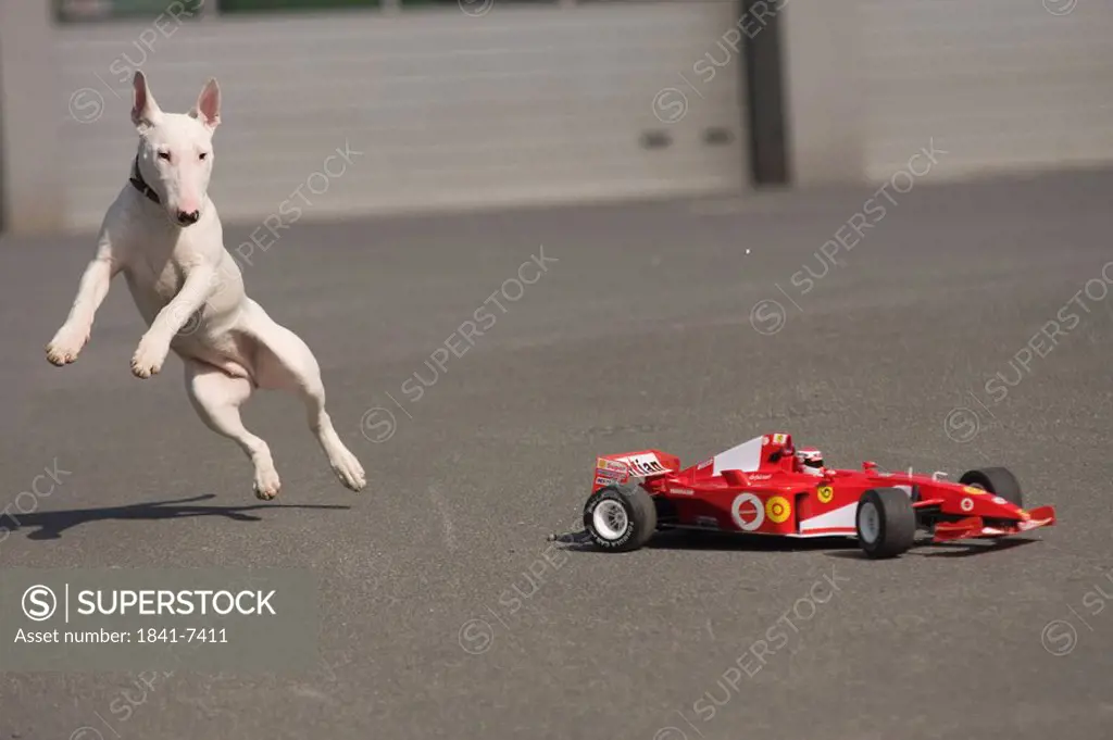 Bull terrier playing with a formular 1 car, full shot