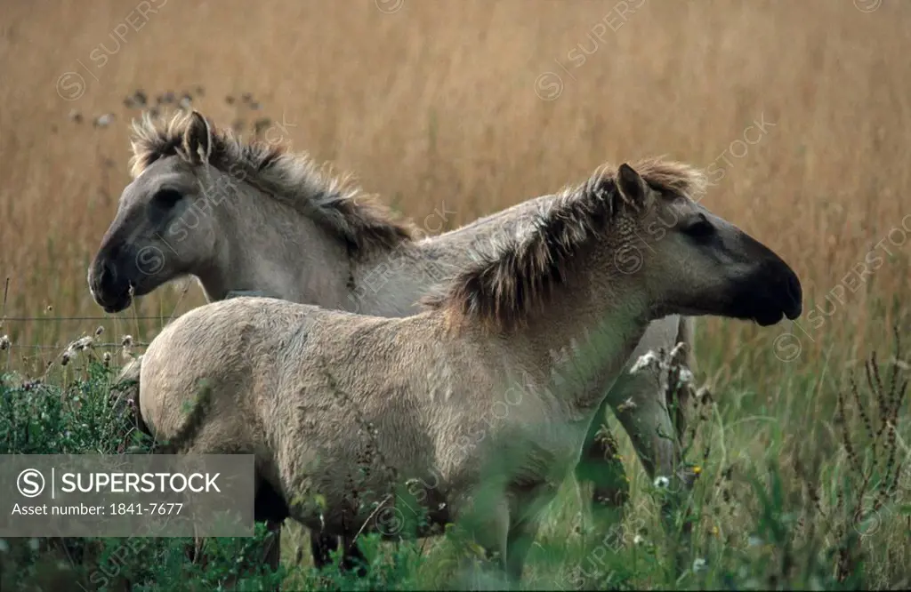 Two Przewalski´s horses Equus ferus przewalskii standing in field