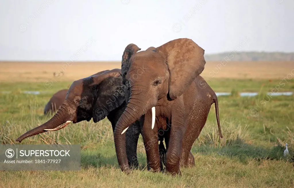 elephants, Amboseli National Park, Kenya, East Africa, Africa